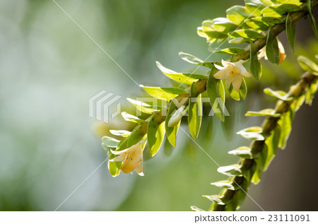 Dendrobium ellipsophyllum is beautiful flower  23111091
