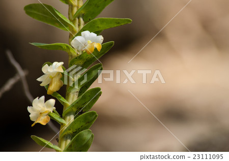 Dendrobium ellipsophyllum is beautiful flower  23111095