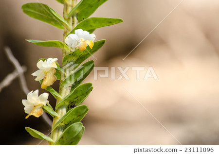 Dendrobium ellipsophyllum is beautiful flower Dendrobium ellipsophyllum is beautiful flower 23111096