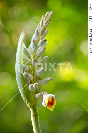 These herbs lack true stems. 23111120