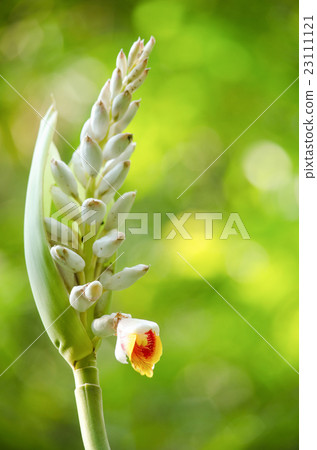 These herbs lack true stems. 23111121