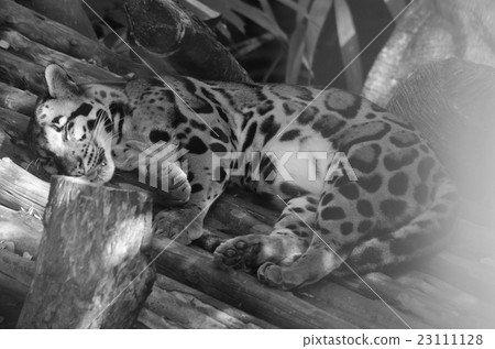 clouded leopard 23111128