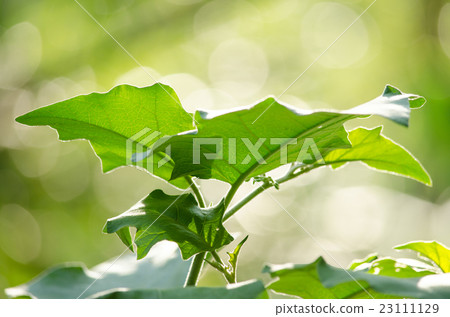 GREEN LEAF BACKGROUND and  blue sky. 23111129