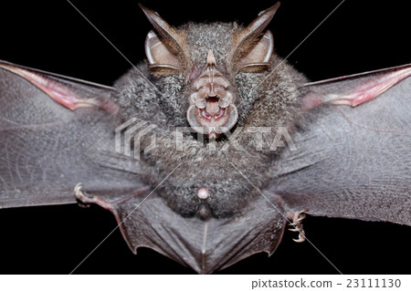 bat is mammal and call "vampire" 23111130