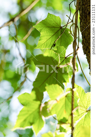 green leaf background and  blue sky . 23111131