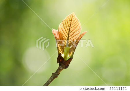 green leaf background and blue sky . green leaf background and blue sky . 23111151