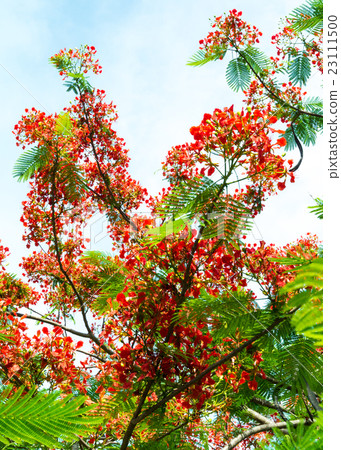 Royal Poinciana flower blooming Royal Poinciana flower blooming 23111500