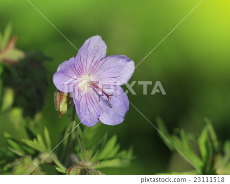 Blue  Geranium pratense flower 23111518