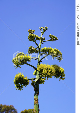 Bright yellow flowers of Agave Christosanta bloom in the blue sky 23111519