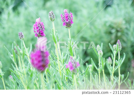 Cue Red Lavender 23112365