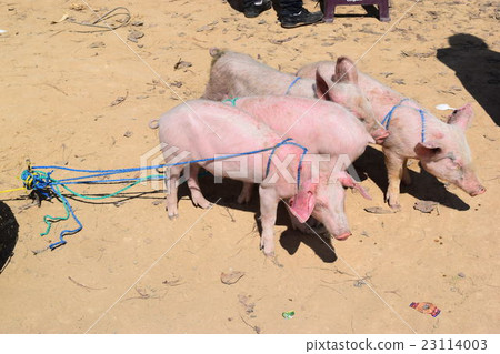 Guatemalan livestock market 23114003