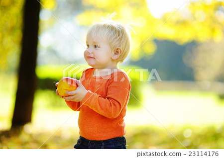 Toddler boy eating fresh bio pear 23114176