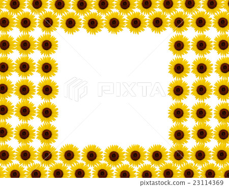 sunflower	 23114369