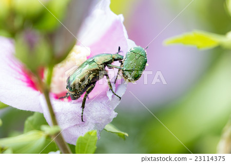 Cilanthene grasshopper Cilanthene grasshopper 23114375