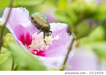 Cilanthene grasshopper Cilanthene grasshopper 23114376