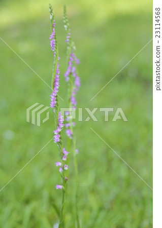 螺絲香蕉 螺絲香蕉 23114568