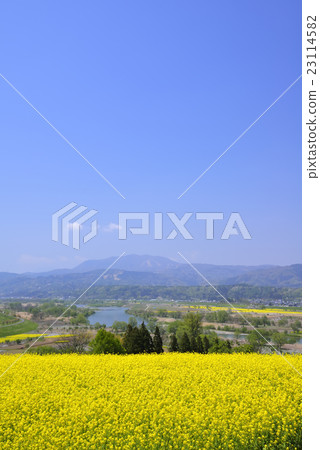 Rape blossoms 23114582