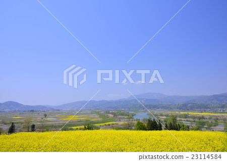 Rape blossoms Rape blossoms 23114584