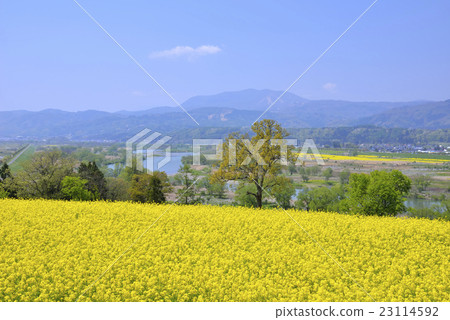 Rape blossoms 23114592