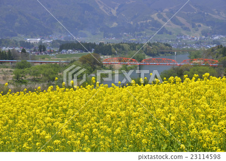Rape blossoms 23114598