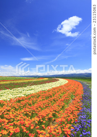 Kamifurano-cho小山花園在北海道 23115063