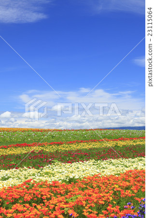 Kamifurano-cho小山花園在北海道 23115064