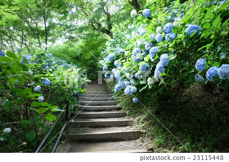 Takahata Fudosumi(四季的Michi) Takahata Fudosumi(四季的Michi) 23115448