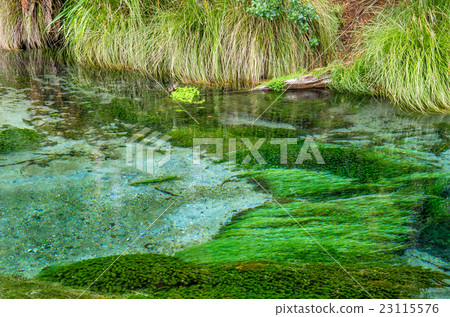 Hamurana Springs in Rotorua, New Zealand. Hamurana Springs in Rotorua, New Zealand. 23115576