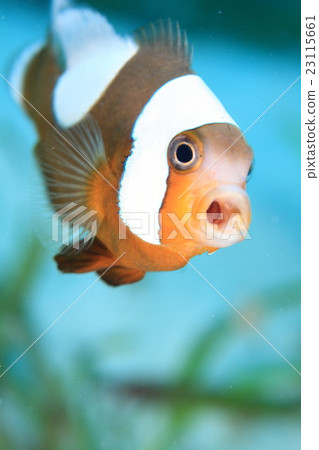 Touaka Anemonefish Touaka Anemonefish 23115661