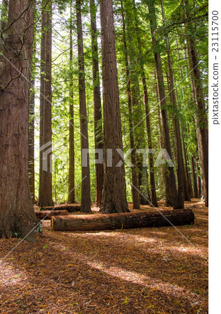 Redwood Grove in Hamurana Springs, Rotorua. Redwood Grove in Hamurana Springs, Rotorua. 23115700