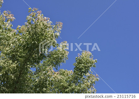 Negative maple flamingo Negative maple flamingo 23115716