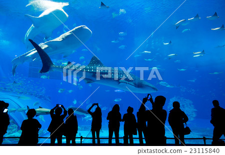 People observing fish at the aquarium People observing fish at the aquarium 23115840