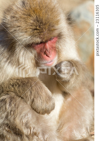 Japanese Monkey Japanese Monkey 23116305