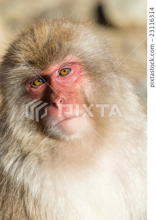 Monkey Monkey 23116314
