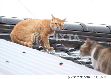 cat  23116916