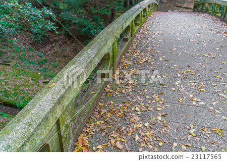 Way in forest . Way in forest . 23117565