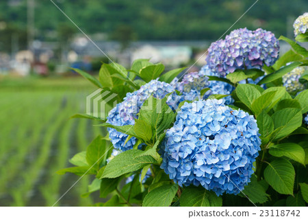 Hydrangea and rice field 23118742