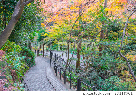 Way in forest . 23118761