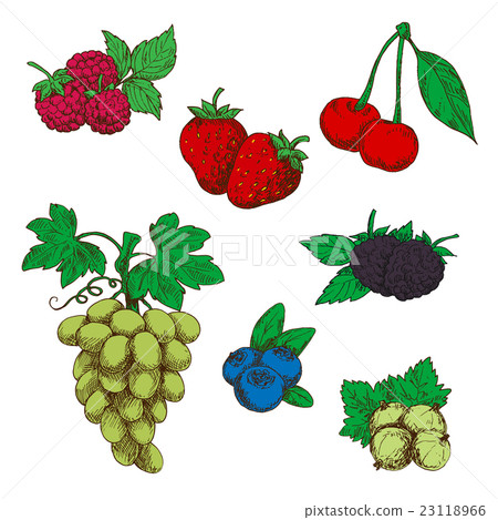 Fragrant fresh fruits and berries sketch symbols Fragrant fresh fruits and berries sketch symbols 23118966