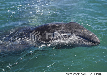 Gray Whale 23119079