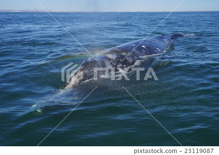 Gray Whale Gray Whale 23119087