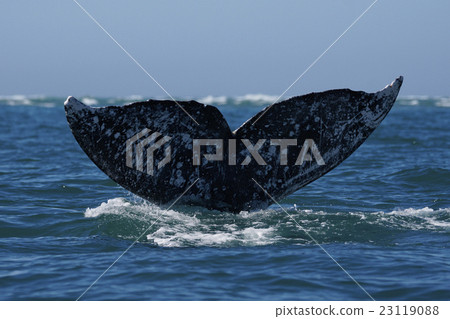 Gray Whale 23119088