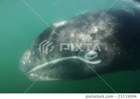 灰鯨 23119094