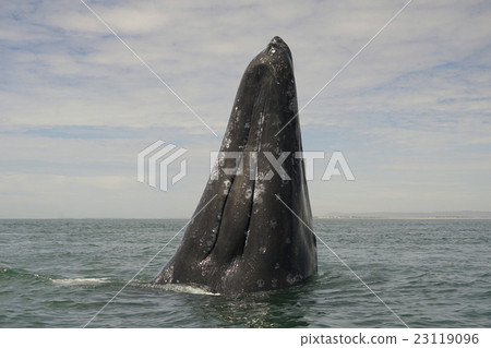 Gray Whale 23119096