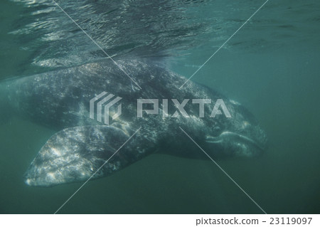 Gray Whale Gray Whale 23119097