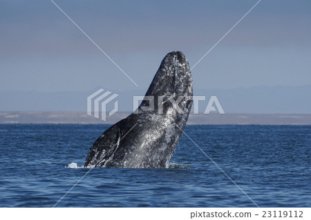 Gray Whale 23119112