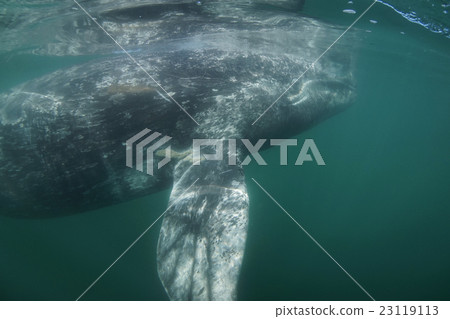 Gray Whale 23119113