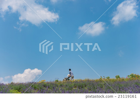 Wheelchair family walking around the lavender field of Aoyama plateau Wheelchair family walking around the lavender field of Aoyama plateau 23119161