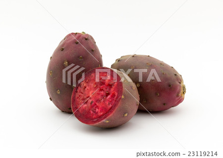 Fruits of Owl Cactus (Opuntia): Cactus Pear Fruits of Owl Cactus (Opuntia): Cactus Pear 23119214