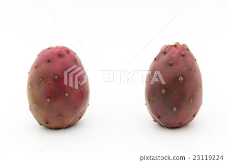 Fruits of Owl Cactus (Opuntia): Cactus Pear Fruits of Owl Cactus (Opuntia): Cactus Pear 23119224